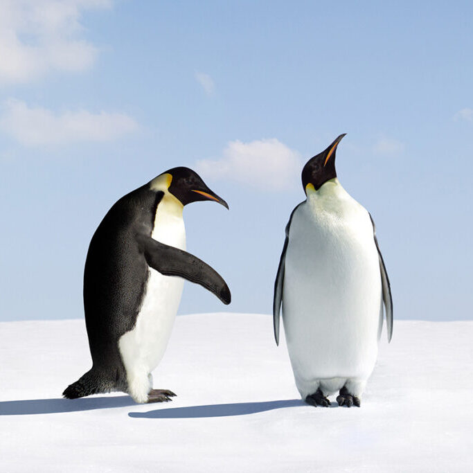 IKEA vs McDonald’s- How Moments Build or Break Brands