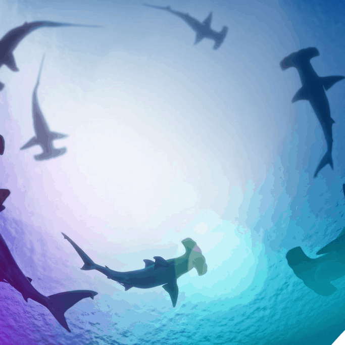 blog-feeding_frenzy-logo